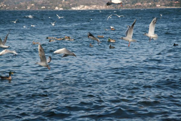 Milan Speranza Au Lac (Stresa)